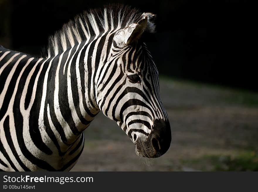 Zebra