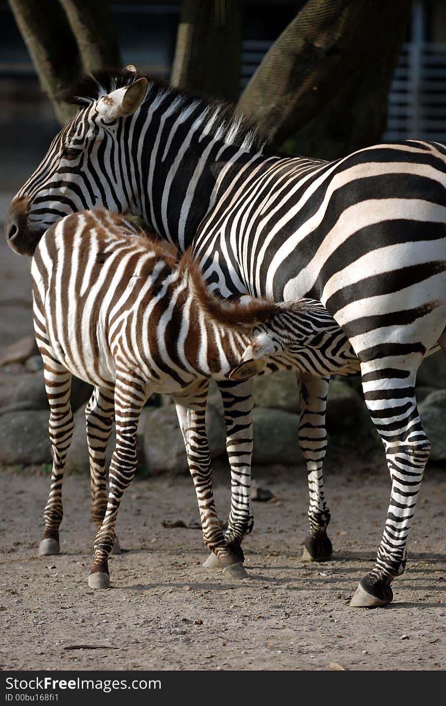 Zebra Fedding