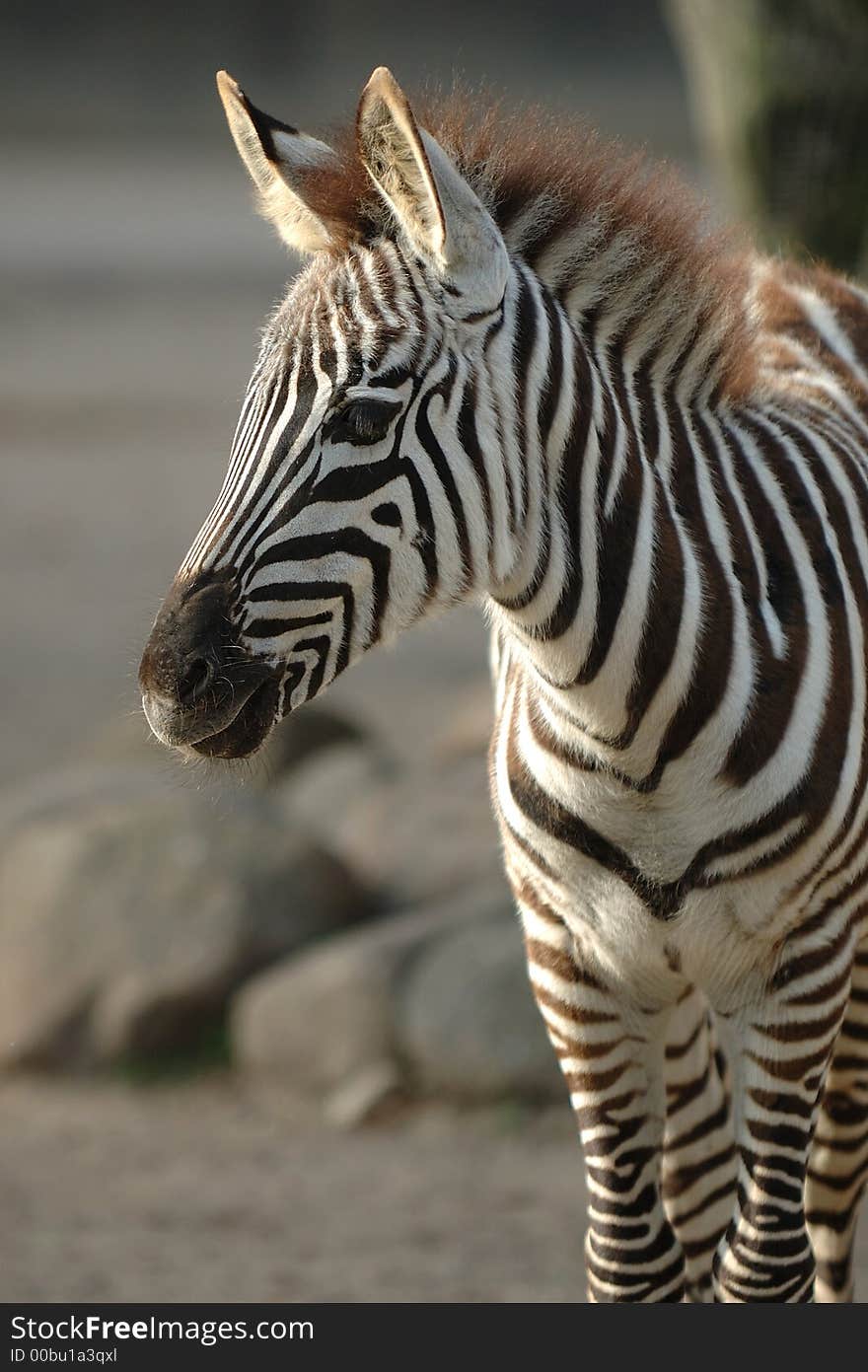 Young zebra