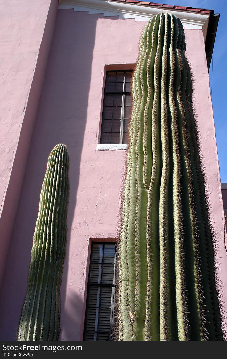 Two tall cacti show off their height when they stand tall above a second story window.