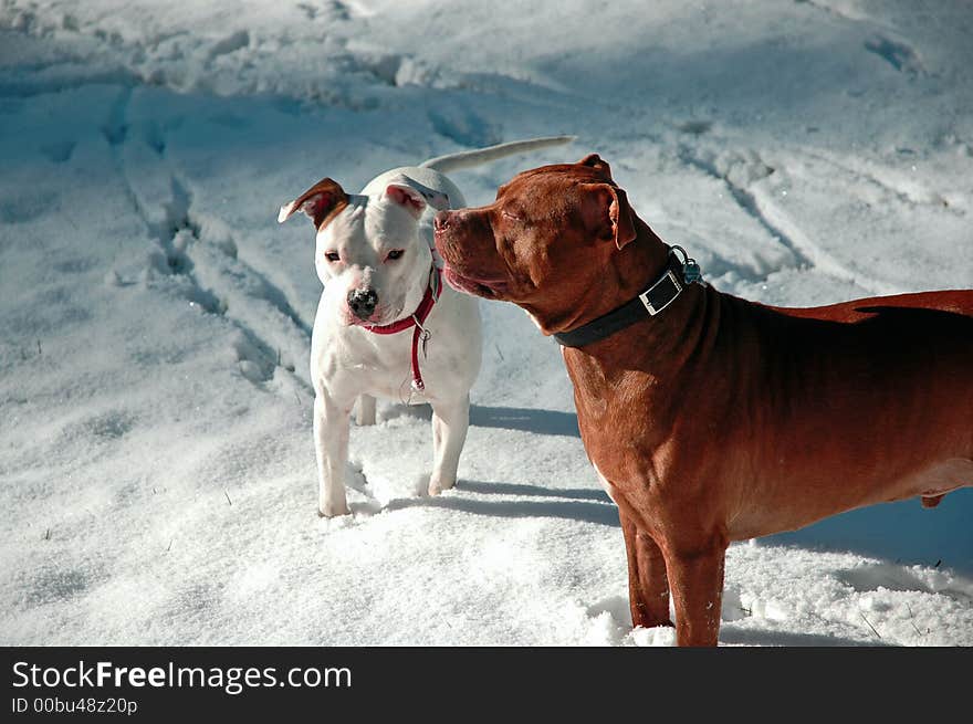 Two Pit Bull's playing in the snow. Two Pit Bull's playing in the snow