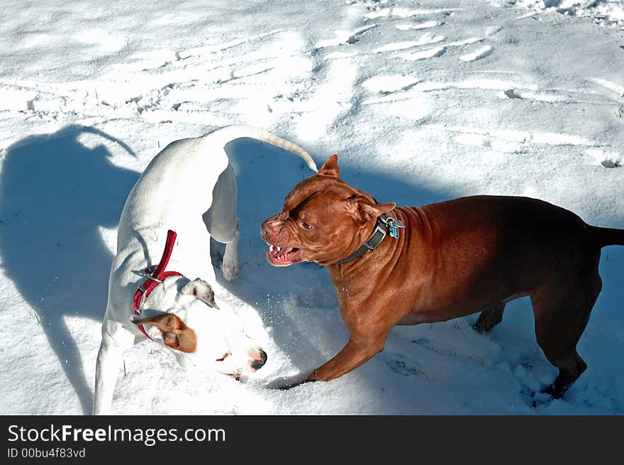 Two dog's playing in the snow