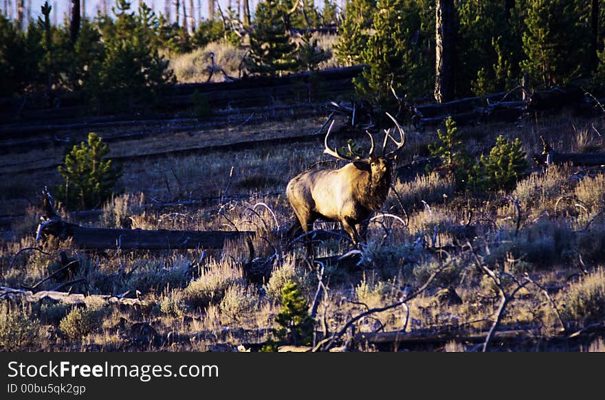 This is a bull elk bugling to his cows.I took this photo in wyoming on a september morning. This is a bull elk bugling to his cows.I took this photo in wyoming on a september morning.