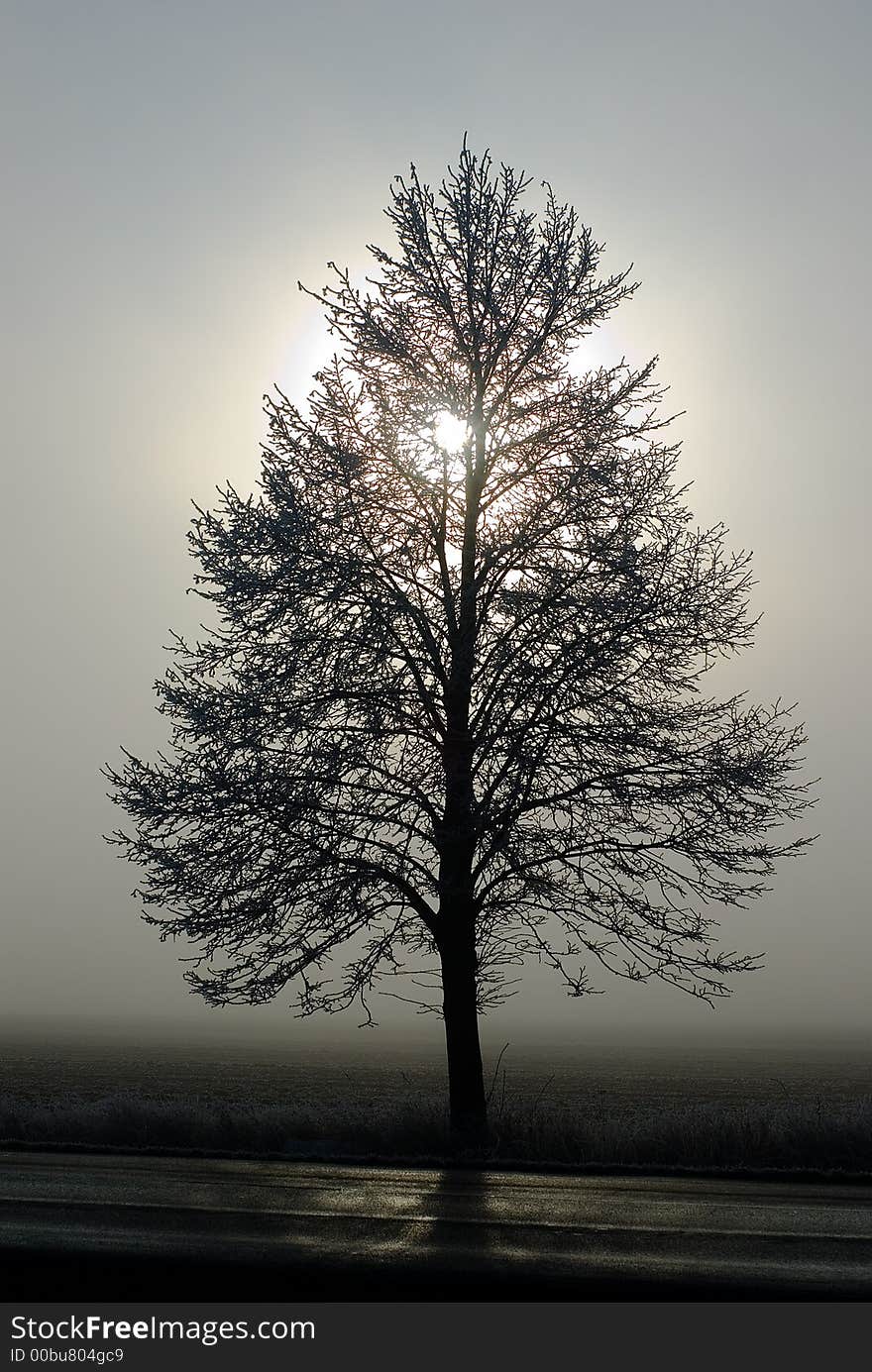 Sun in fog behind the tree. Sun in fog behind the tree