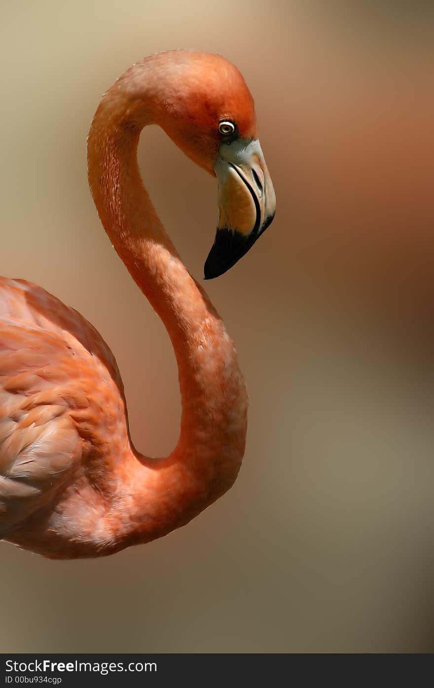 A Mexican Flamingo with a shallow depth of field