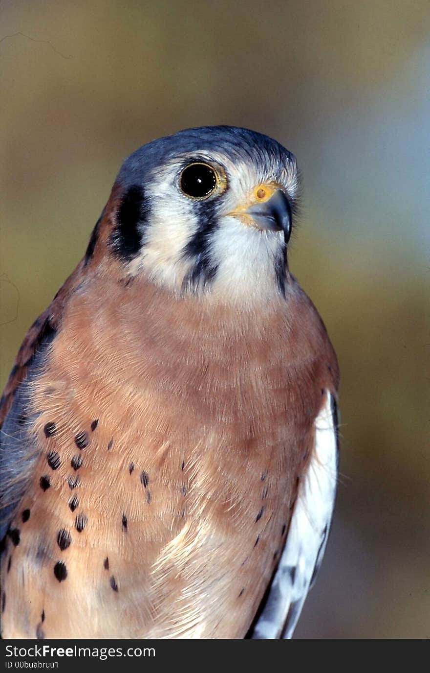 American kestrel male close-up portrait. American kestrel male close-up portrait