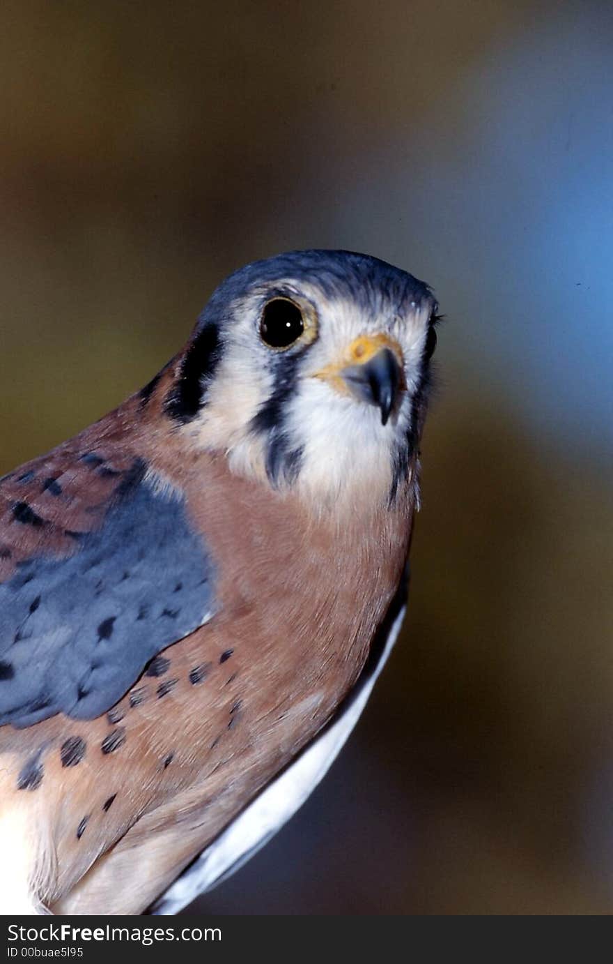 American Kestrel male (Falco sparverius)