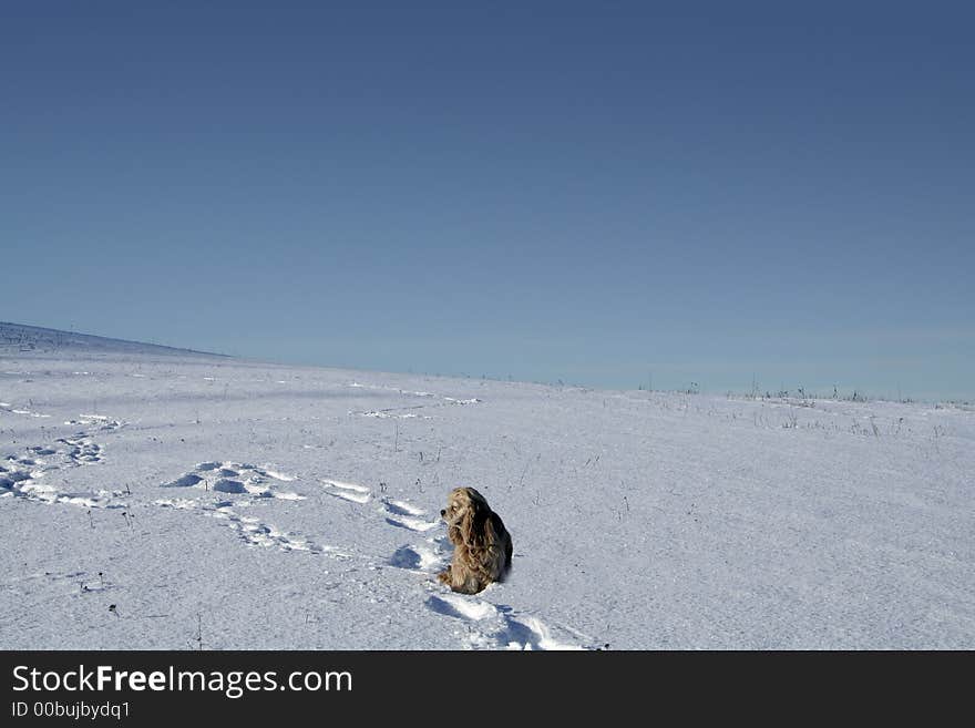 Spaniel