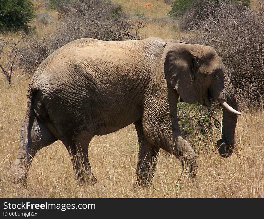 A elephant