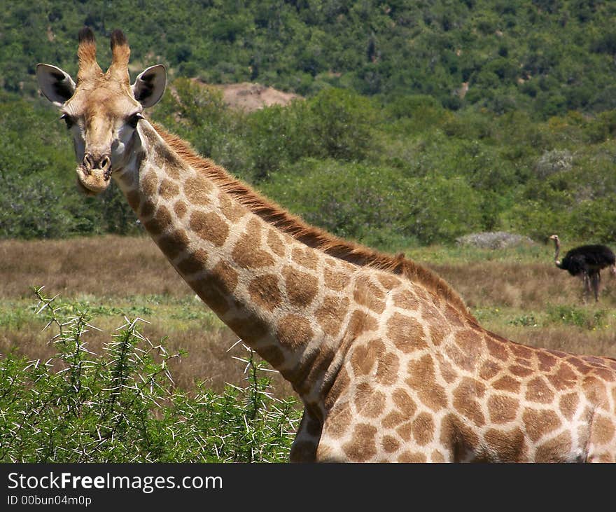 A giraffe looking at you. A giraffe looking at you