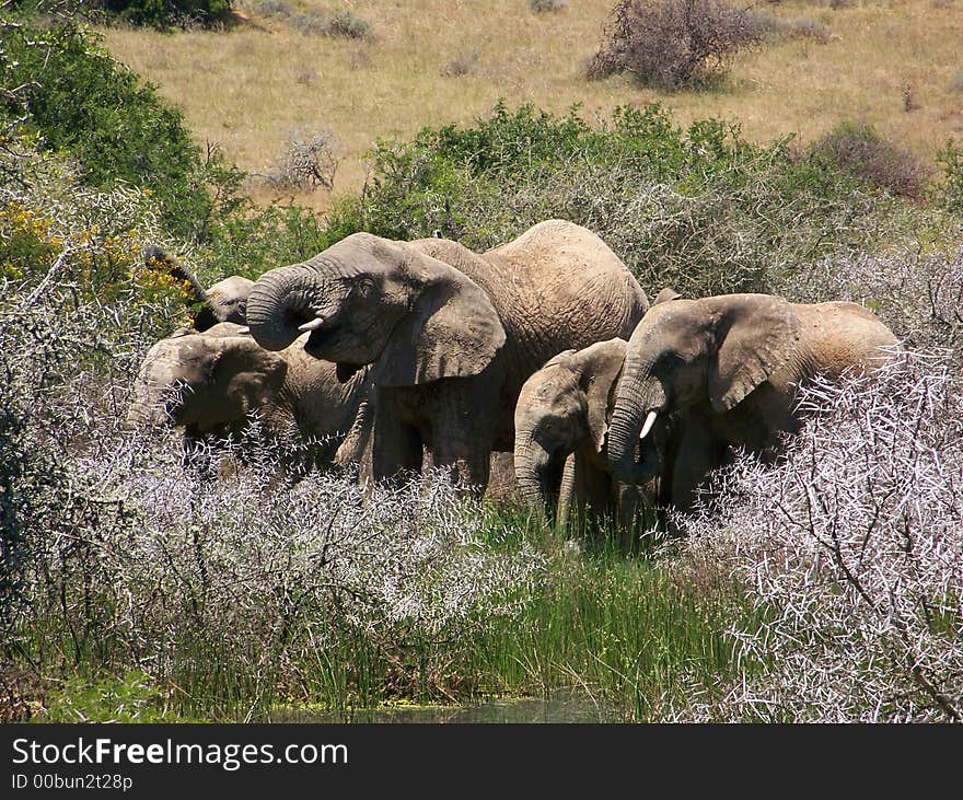 Elephants