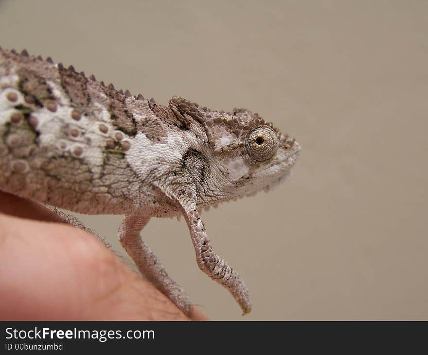 A chameleon found in the garden