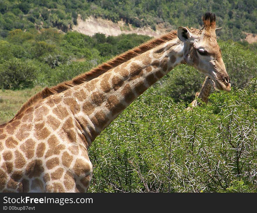 A Giraffe looking for something to eat