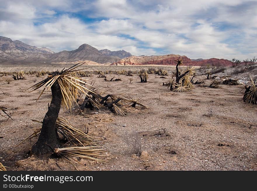 Burnt Canyon