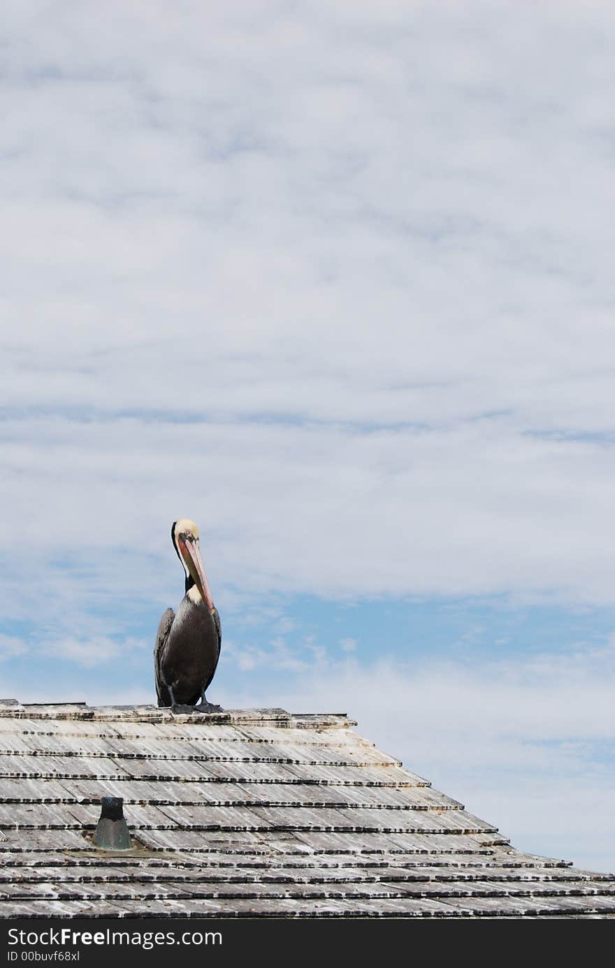 Pelican on roof top