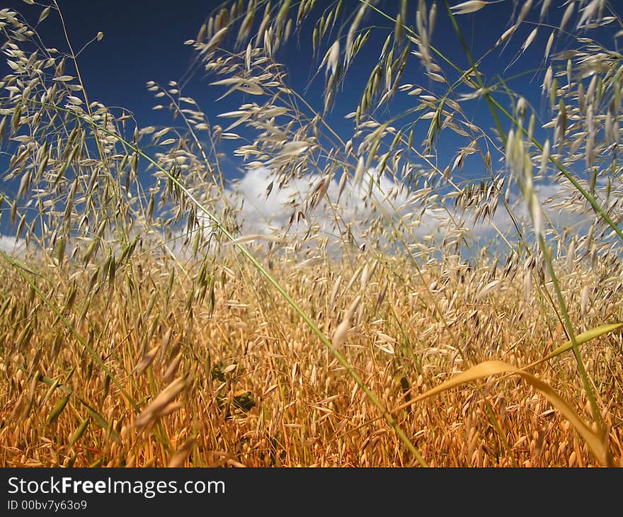 Summer landscape