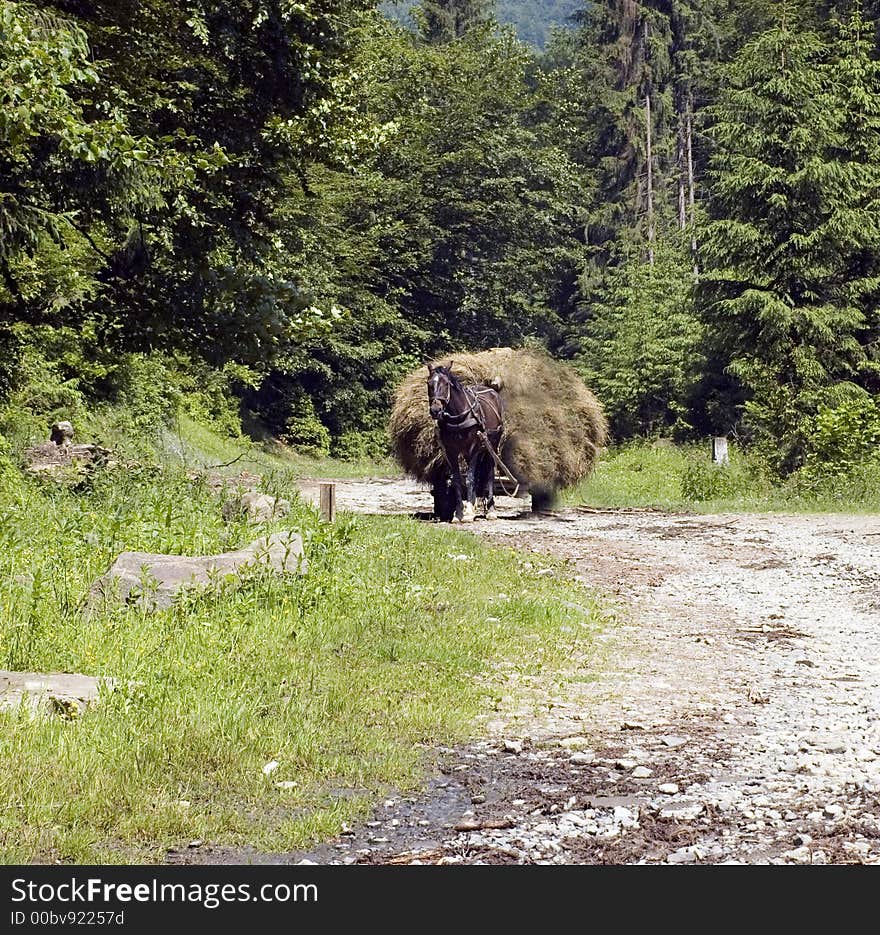 Nature, Lansdcape , Horse