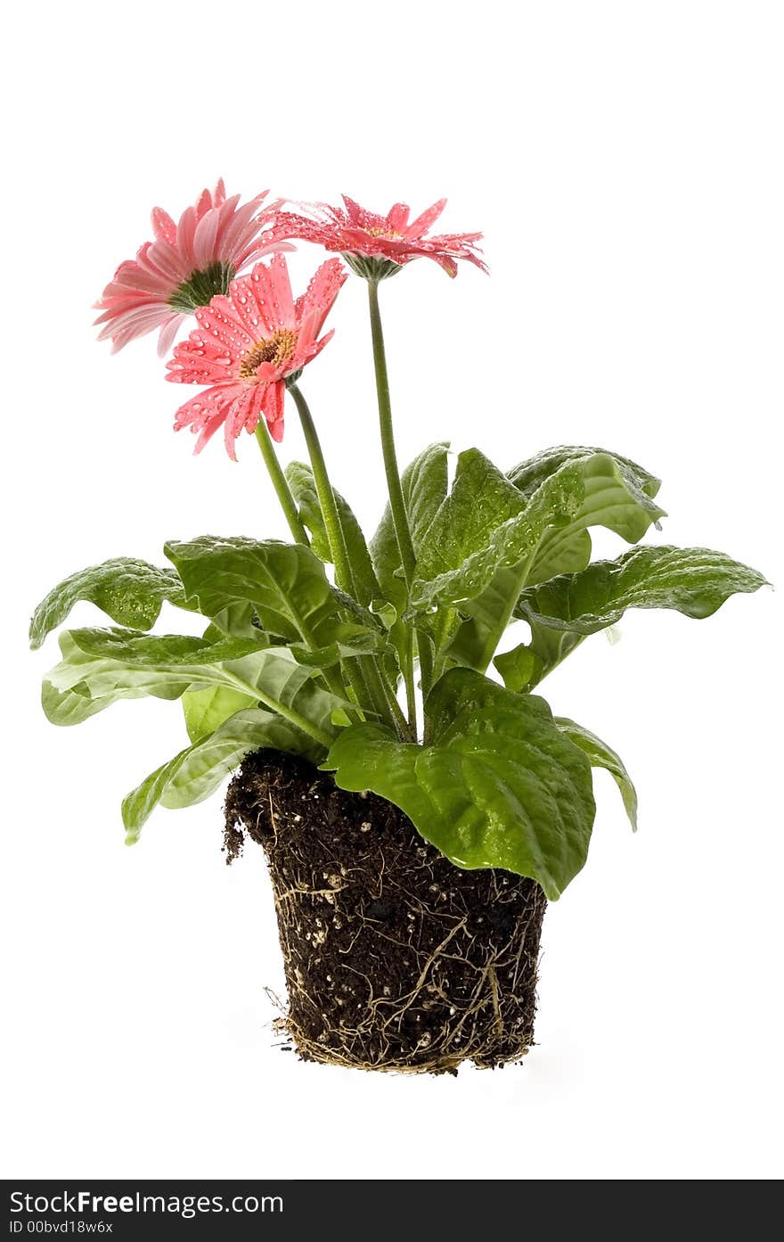 Closeup of pink daisy with water droplets. spring flowers with root system. isolated on the white background