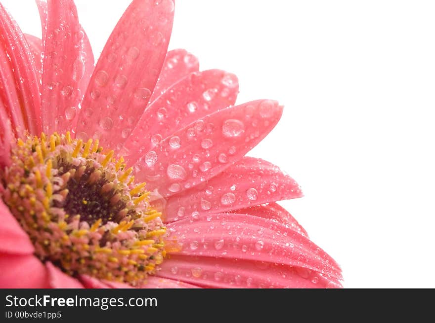 Closeup of pink daisy with water droplets. isolated on the white background