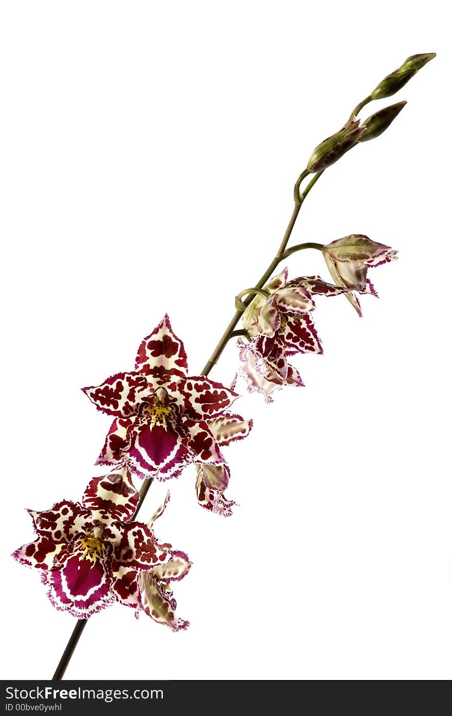 Beauty orchid set against a plain background