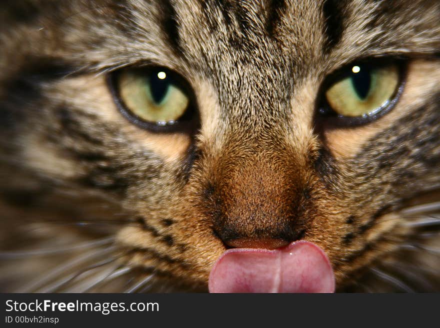 Brown tabby siberian kitten with his tounge sticking out. Brown tabby siberian kitten with his tounge sticking out.