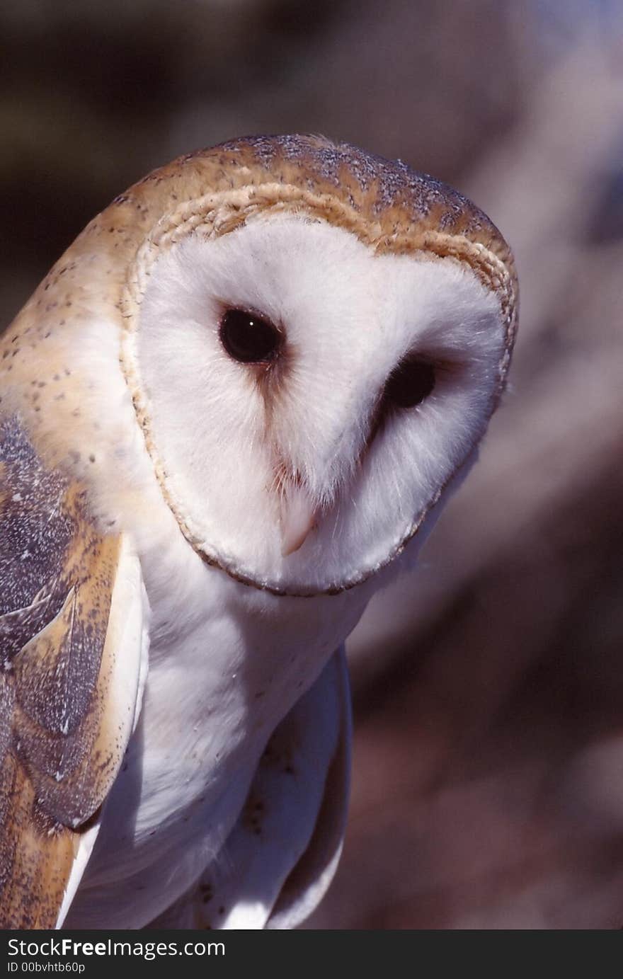 Barn Owl (Tyto Alba)