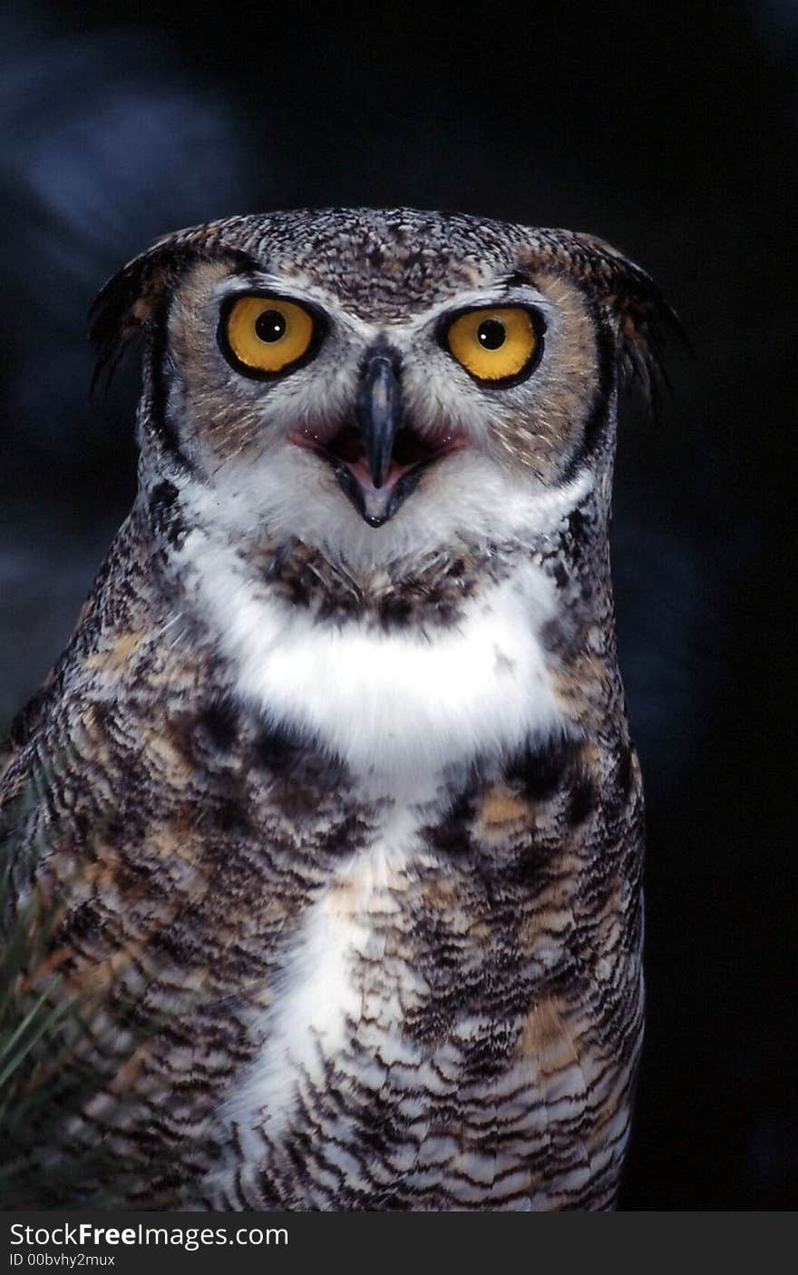 Great Horned Owl (Bubo virginanus)