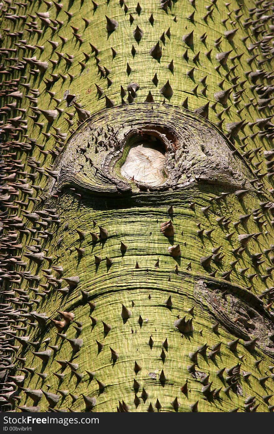 Picture of the spiky tree, background, texture