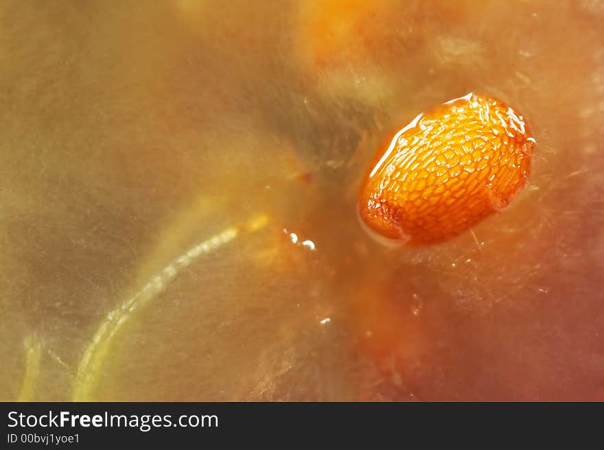 Fruit pith with seed. Close up.