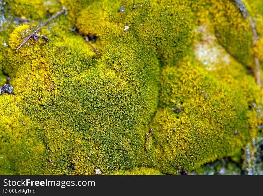 green fungus on a wet land. green fungus on a wet land