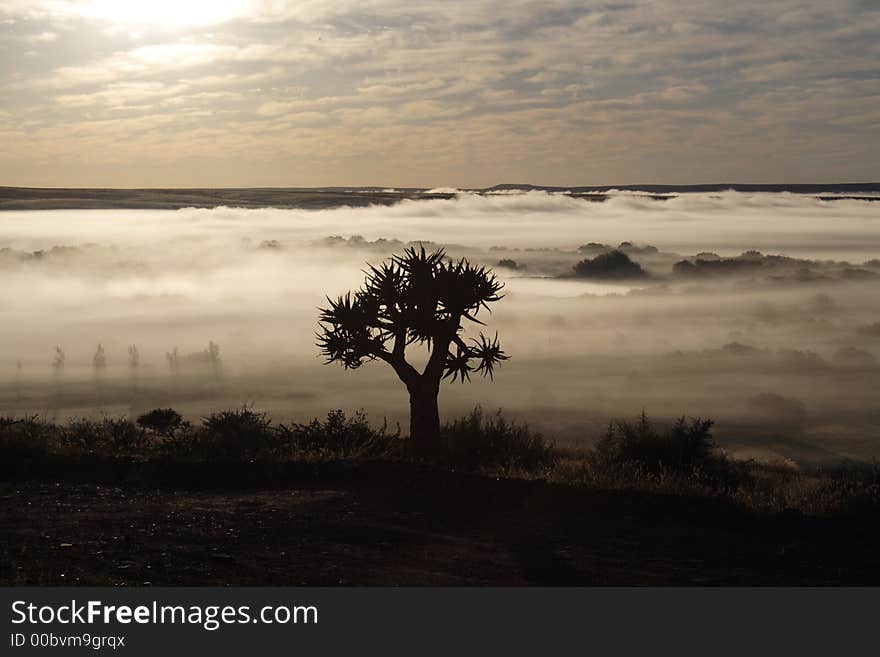 Prieska sunrise and quiver trees.