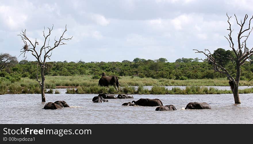 Elephants playing in the water in the Kruger Park, South-Africa. Elephants playing in the water in the Kruger Park, South-Africa