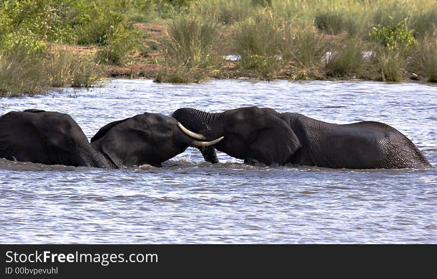 Elephants playing in the water in the kruger national park, south africa