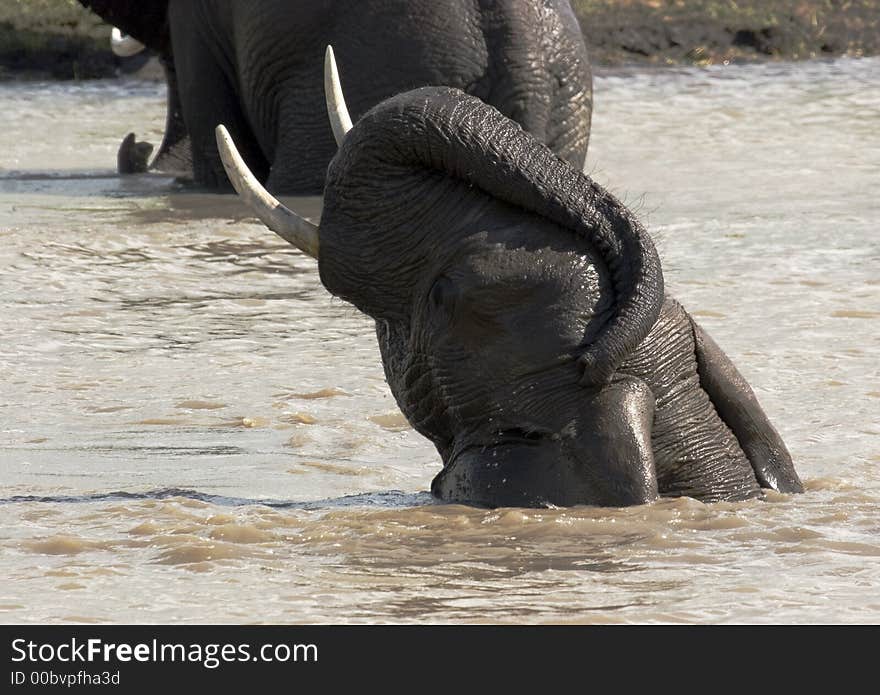 Elephant Playing In Water