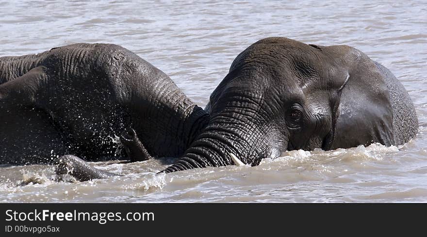 Two elephants playing in the water in south africa