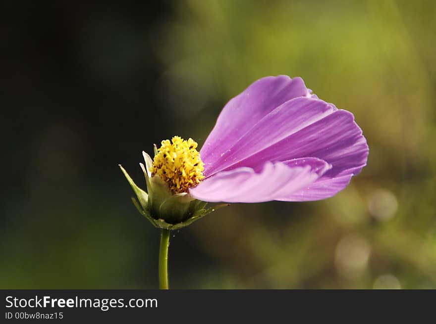 Late in the year flower