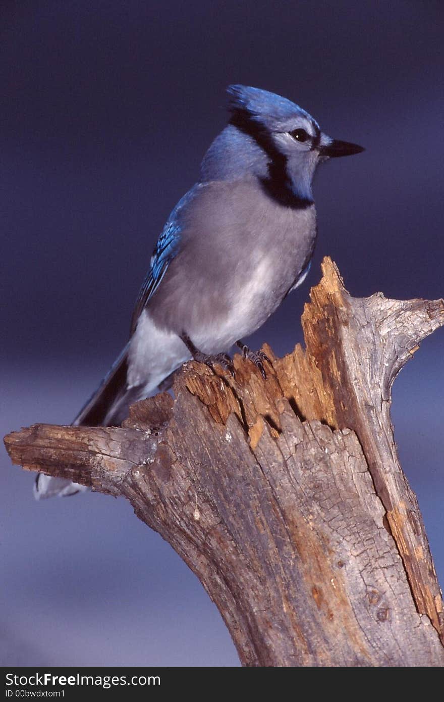 Blue jay posed on an old tree blue sky. Blue jay posed on an old tree blue sky