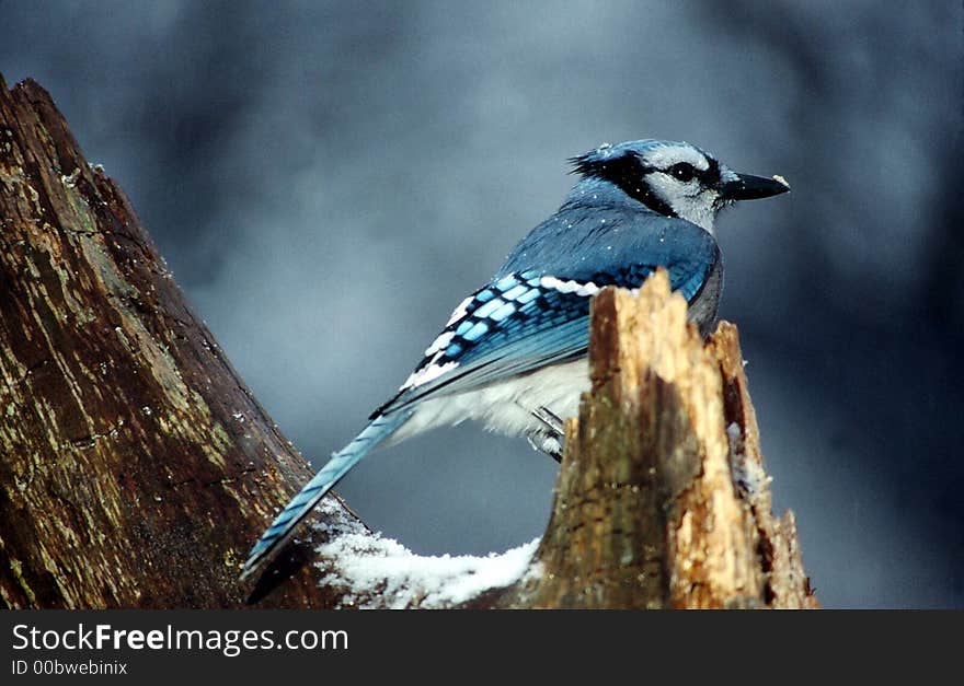 Blue jay sitting on an old tree in the snow. Blue jay sitting on an old tree in the snow