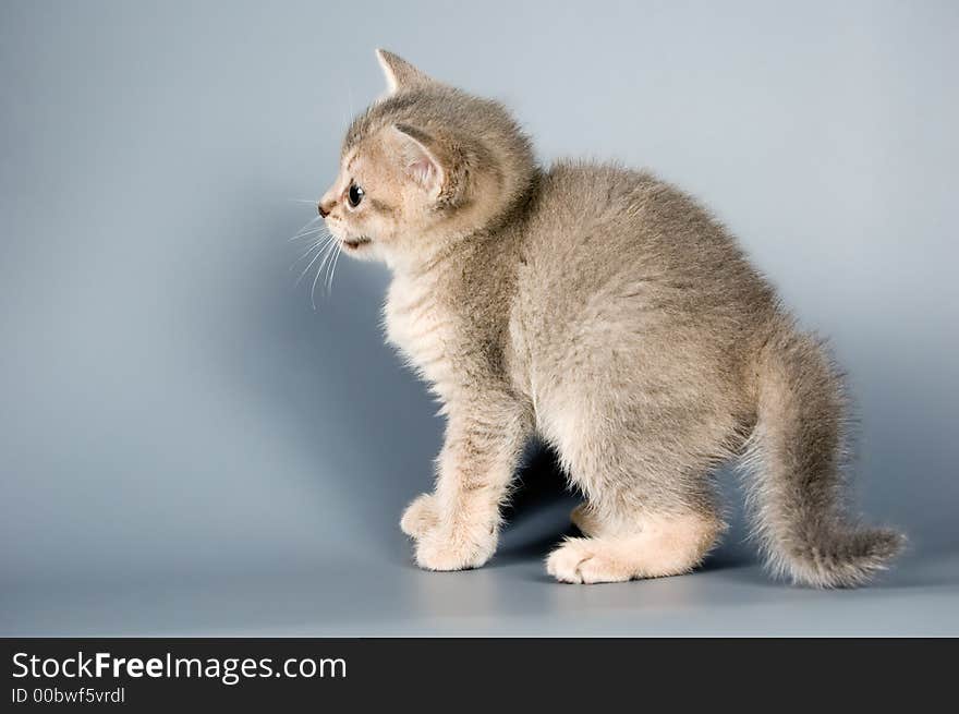 Kitten whom the first time poses in studio