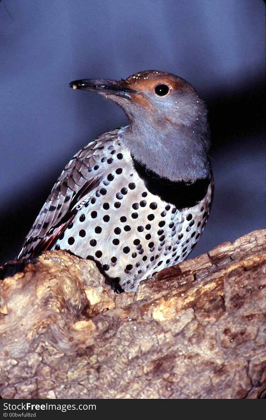 Northern Flicker woodpecker female (Colaptes auratus)