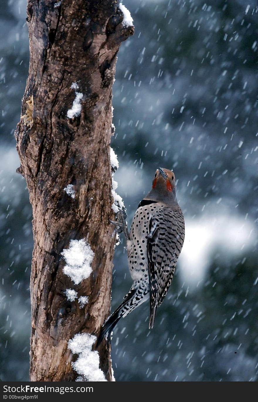 Northern Flicker in snow (Colaptes auratus)