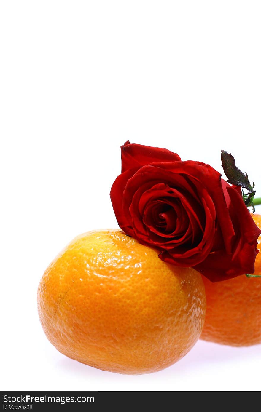 Red rose and mandarines isolated on white background