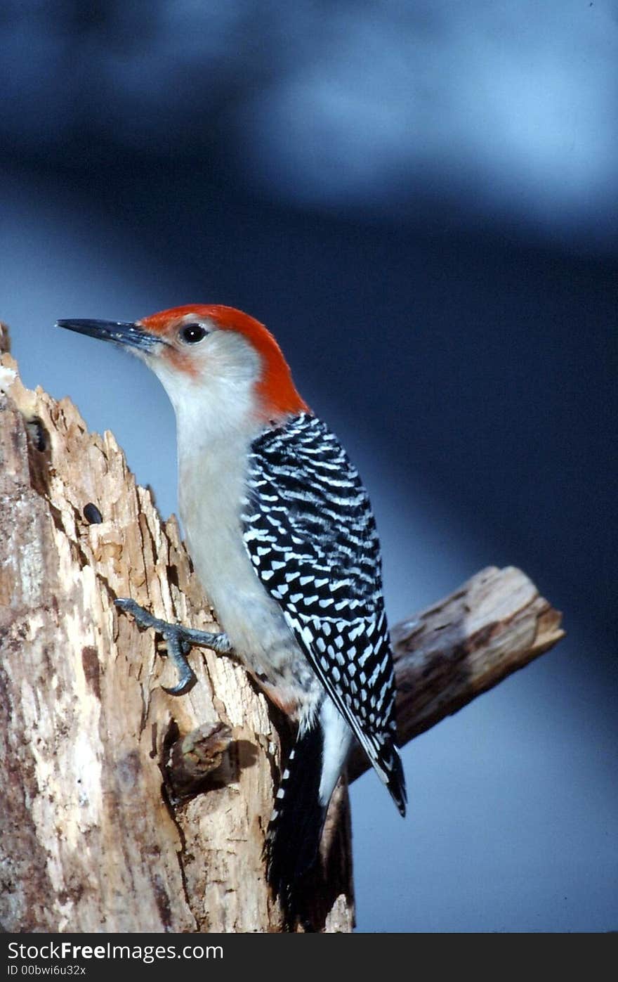 Red-bellied Woodpecker male (Centurus carolinus)