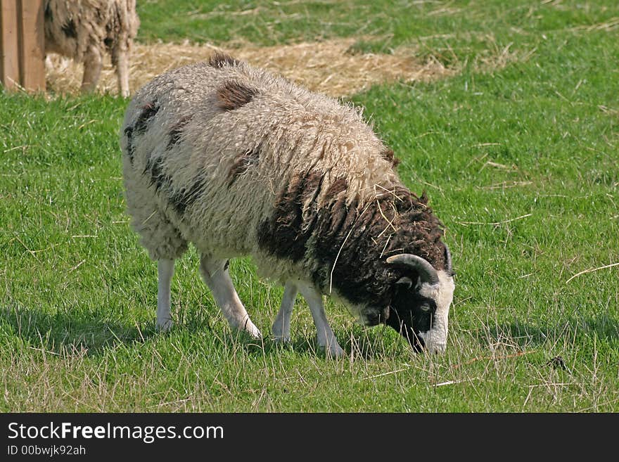 Brown and White Sheep on a Cheshire Farm