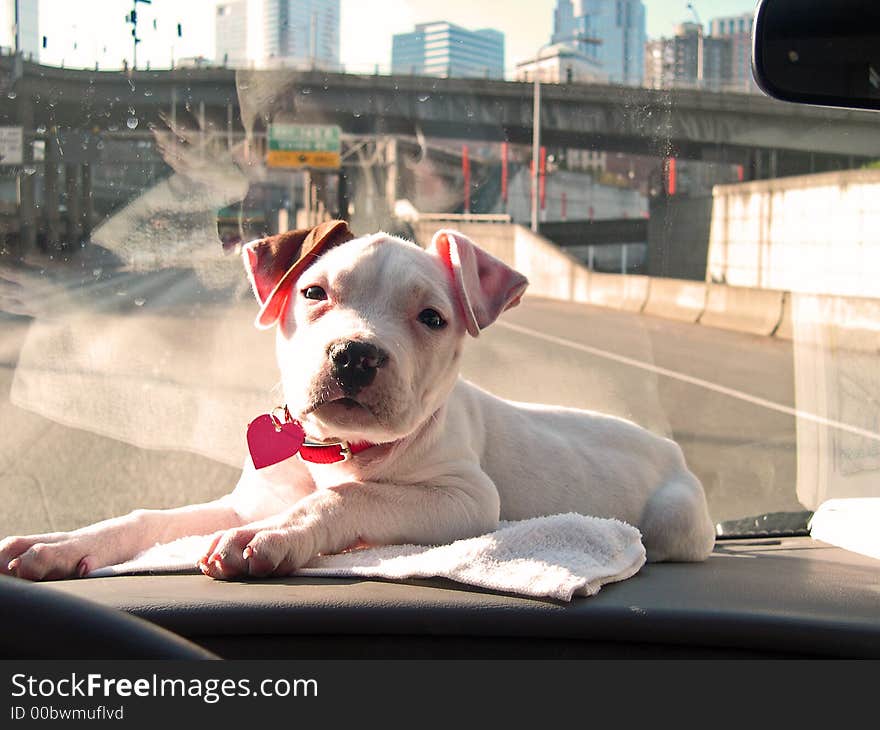 Dashboard Puppy