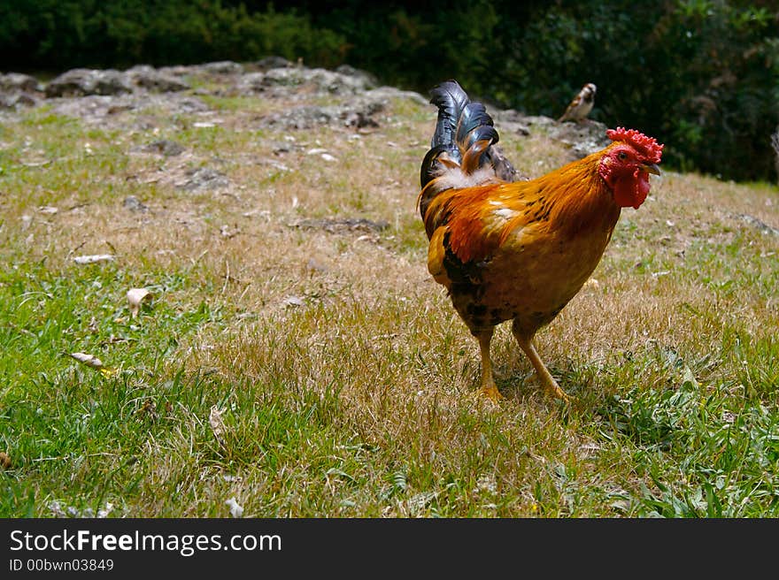 A red rooster standing on grass