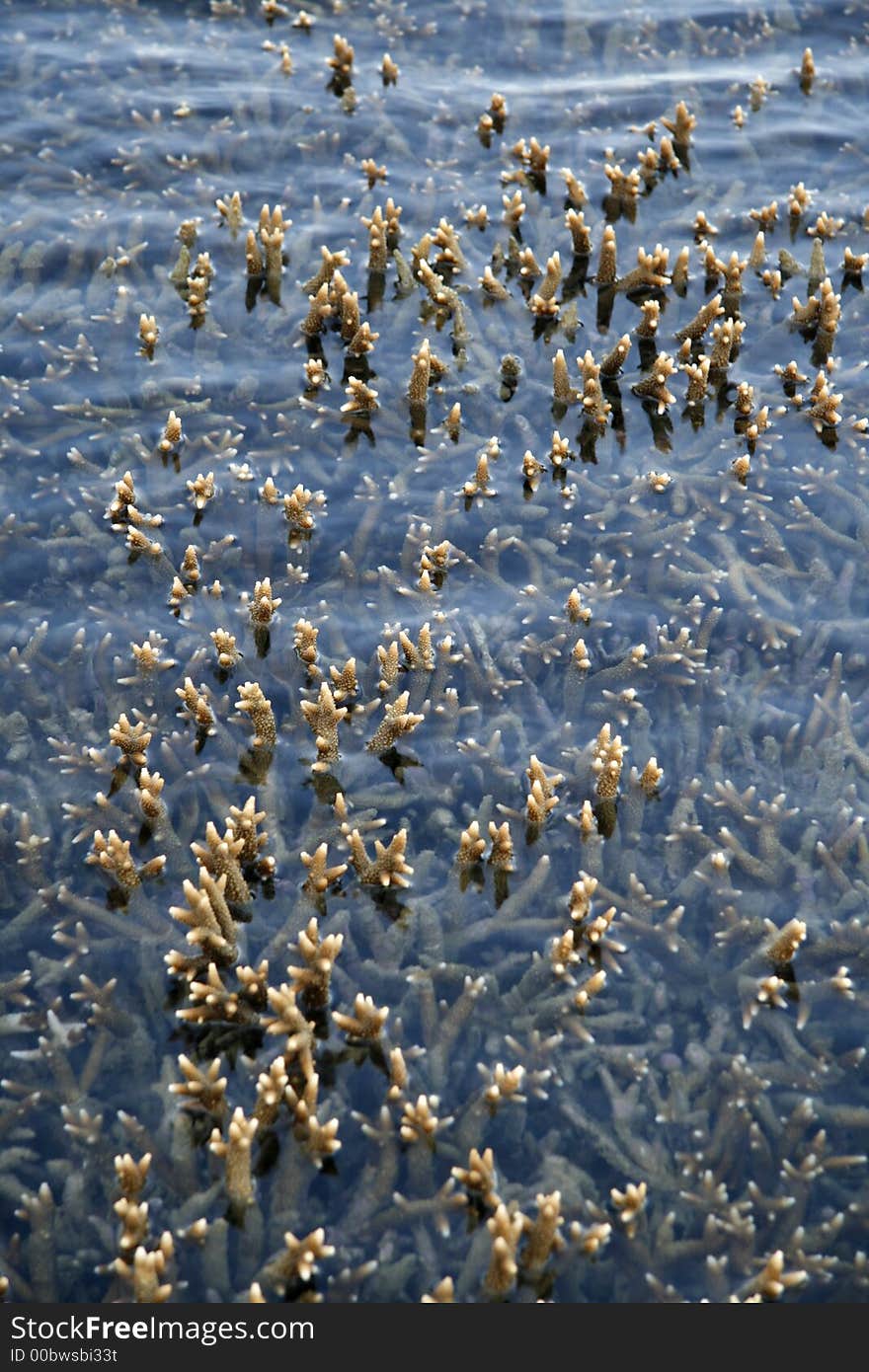 Corals appearing from under water during low tide in Phuket, Thailand