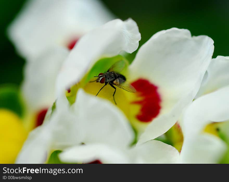 Fly In Flower