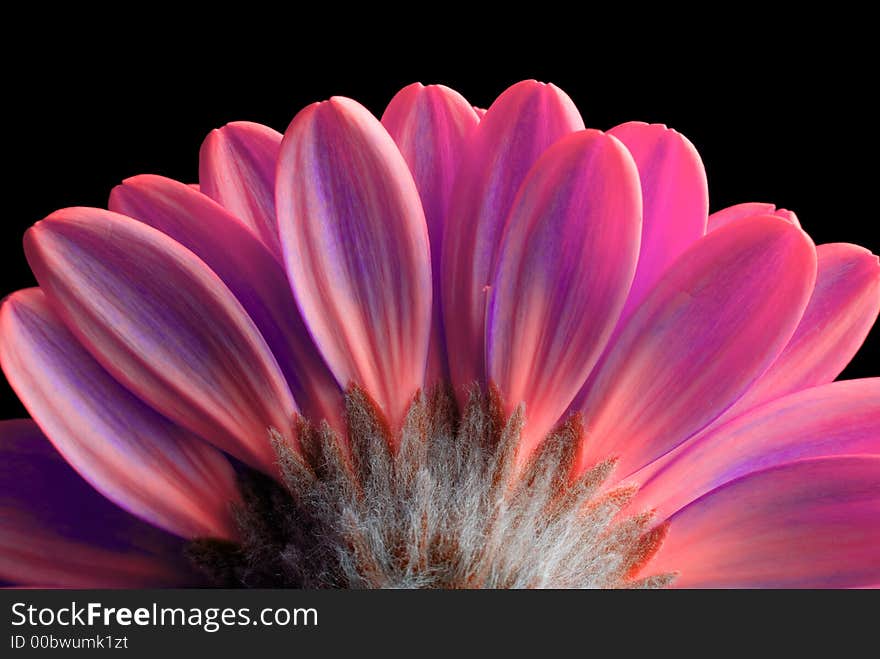 Flower Isolated