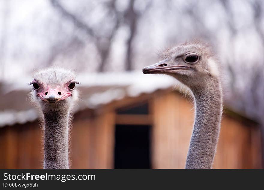 Two ostriches in a zoo of city of Kiev on walk. Two ostriches in a zoo of city of Kiev on walk